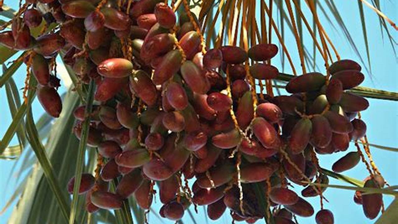 Pilihlah Biji Kurma Yang Sudah Matang Dan Memiliki Warna Yang Merah., Pohon