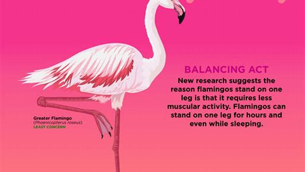 Pink Flamingo Day 2024