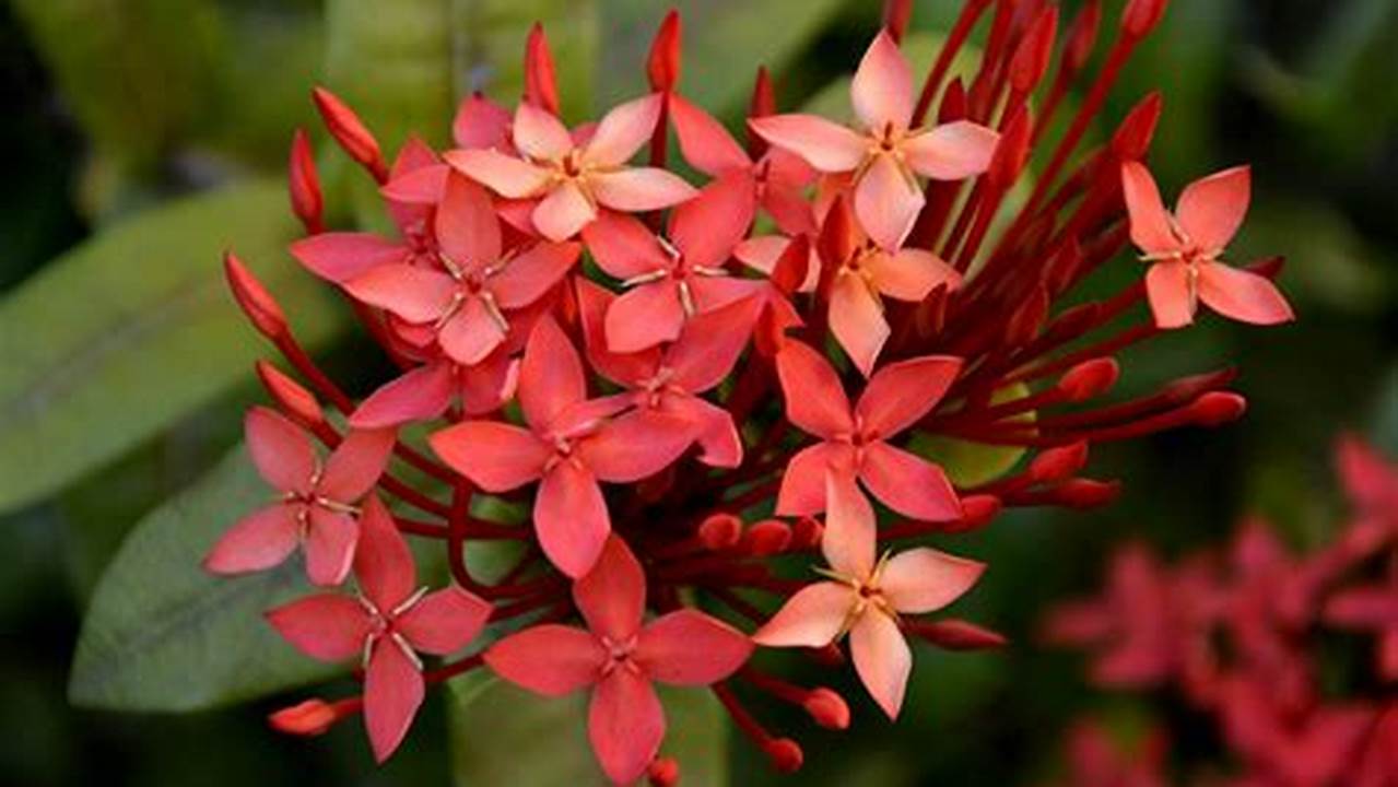 Planta De Jardim De Pequenas Flores Vermelhas