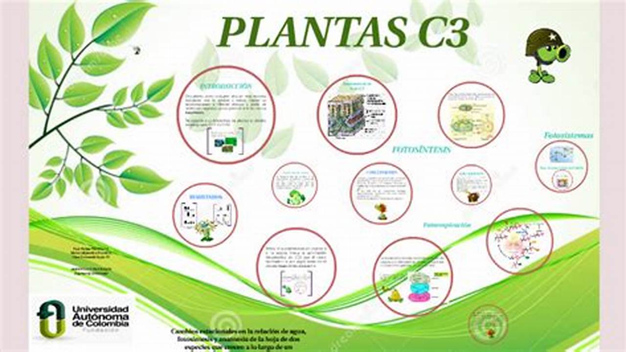 Plantas C3, Plantas