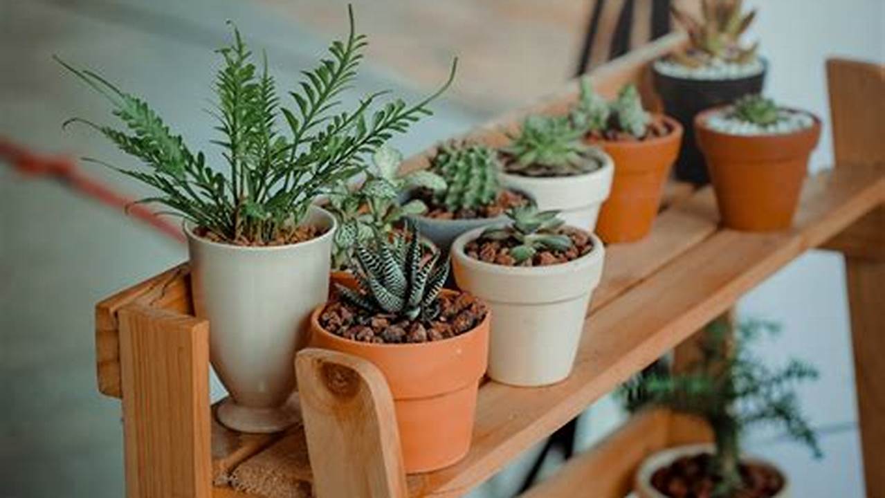 Plantas Podem Ajudar Você A Relaxar, Plantas