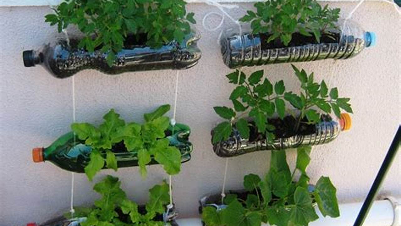 Plantas Que Podem Ser Plantadas Em Garrafa PET, Plantas