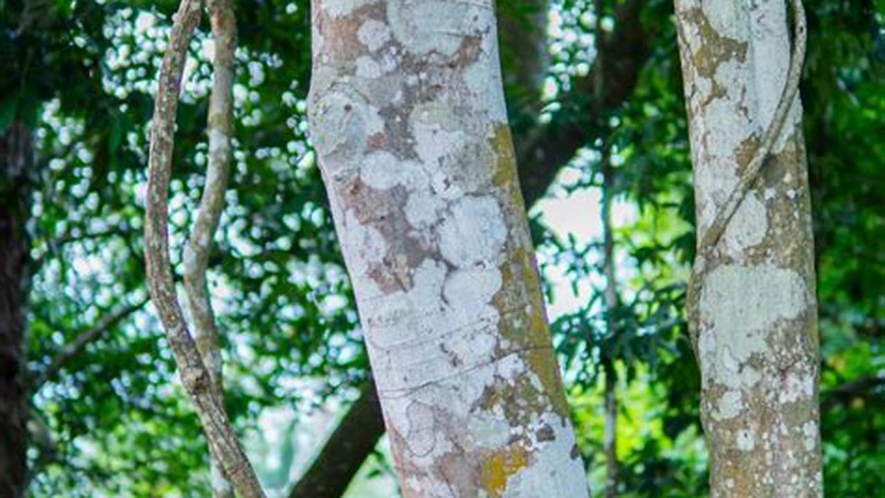 Pohon Gaharu, Yang Juga Dikenal Sebagai Agarwood, Telah Lama Menjadi Perhatian Para Penanam Dan., Pohon