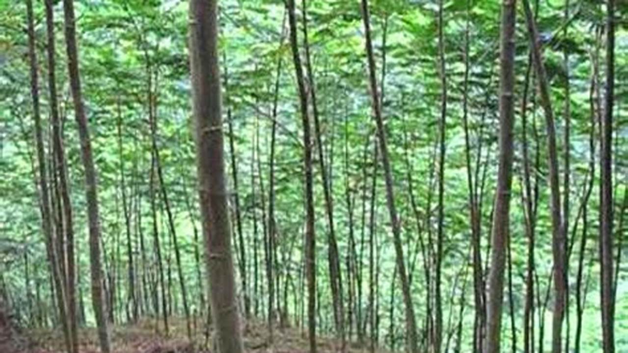 Pohon Kayu Sengon Hanya Memerlukan 5 Tahapan Utama Dalam Perawatan Pohon Kayu Sengon Agar Dapat Tumbuh Dengan Baik., Pohon
