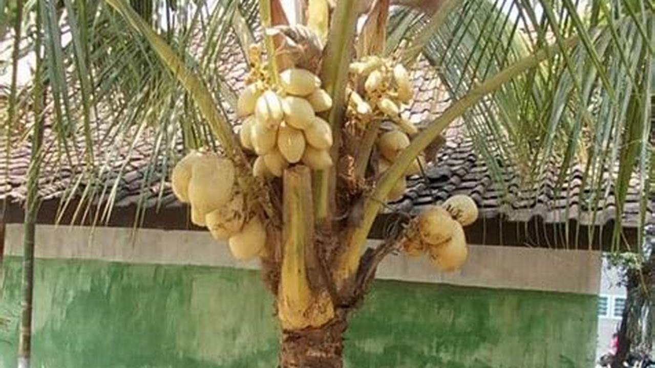 Pohon Kelapa Dalam Ruangan Hanya Akan Tumbuh Sekitar 1,5 Meter Dan Tidak Akan Berbuah., Pohon