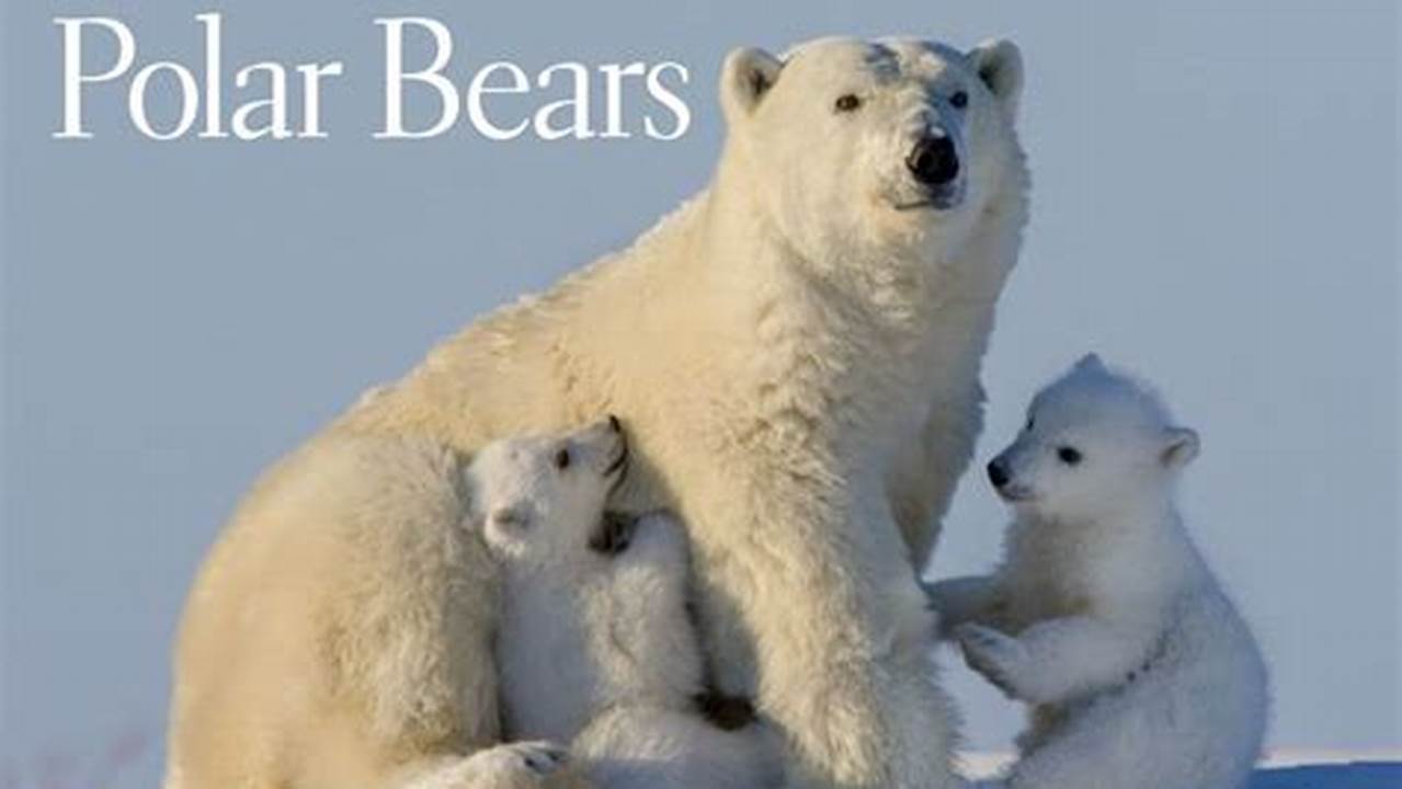 Polar Bear Calendar 2024