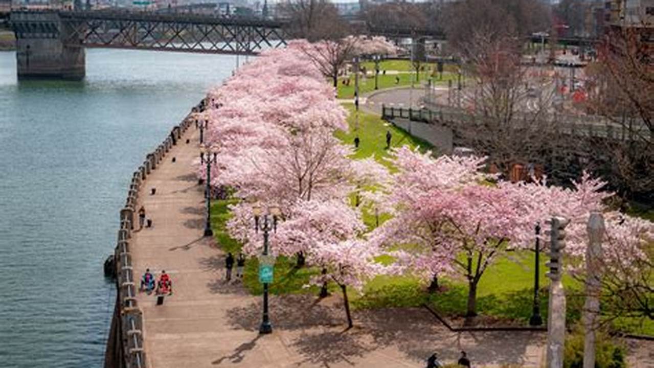 Portland Cherry Blossoms 2024