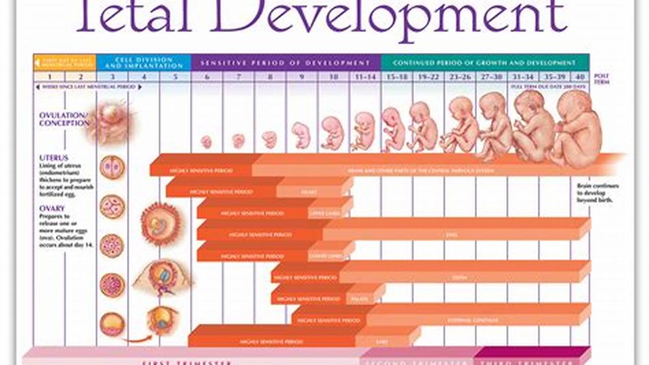 Prenatal Development Calendar