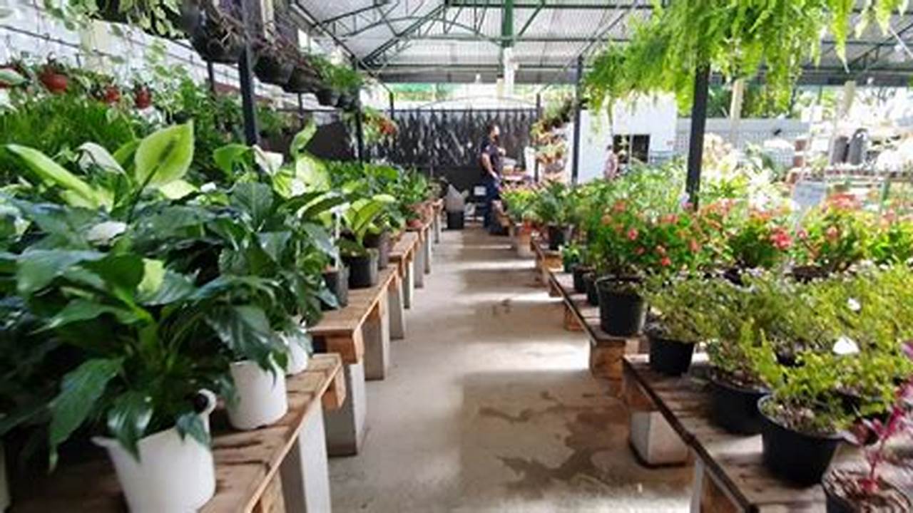 Problemas Comuns Ao Comprar Plantas Em Campo Grande, Plantas