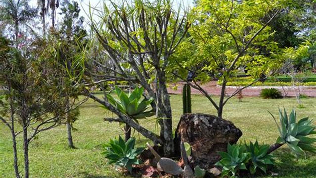 Problemas Comuns Da Canela-de-ema Em Vaso, Plantas