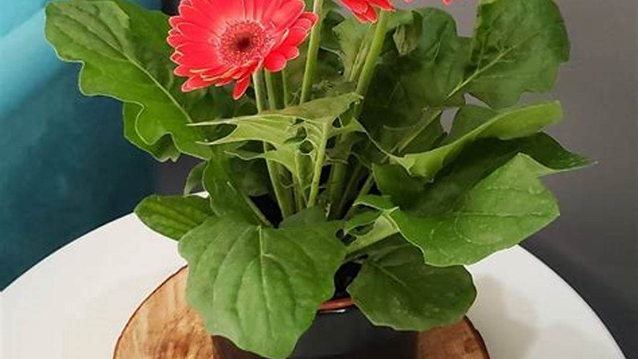 Problemas Comuns Da Gerbera Em Vaso, Plantas