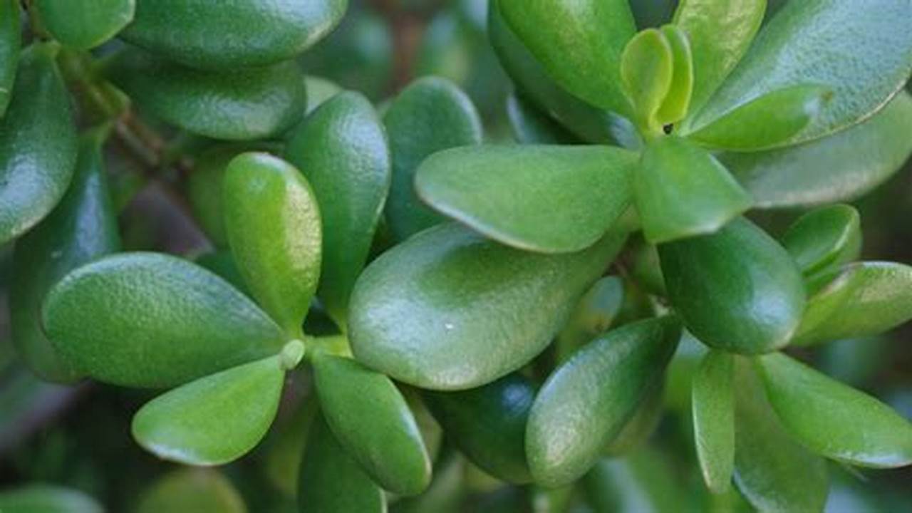 Problemas Comuns Na Multiplicação Da Planta Jade, Plantas