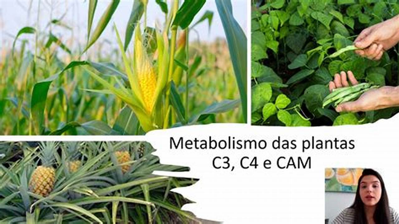 Problemas Relacionados às Plantas C3, C4 E CAM, Plantas