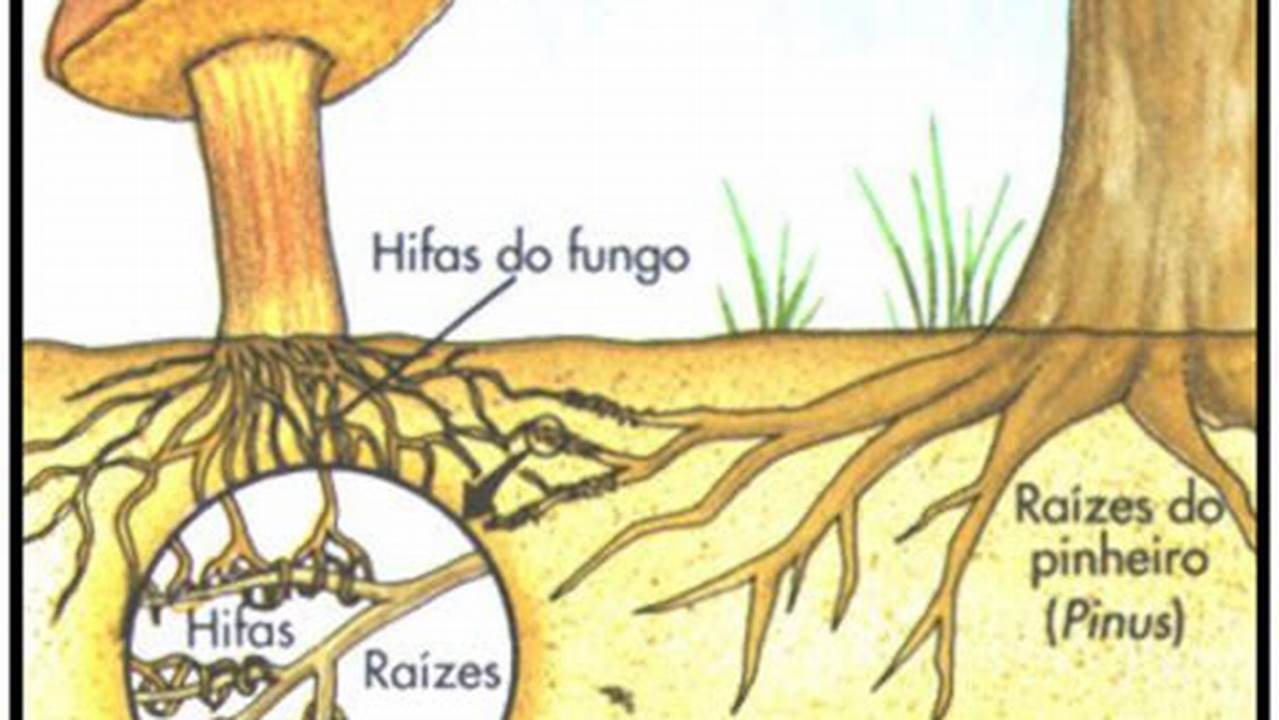 Problemas Relacionados Aos Micorrizas, Plantas