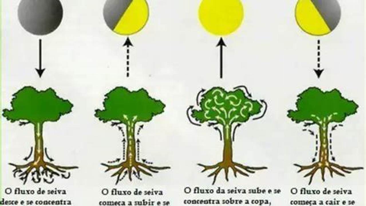 Problemas Relacionados Ao Plantio Na Lua Nova, Plantas