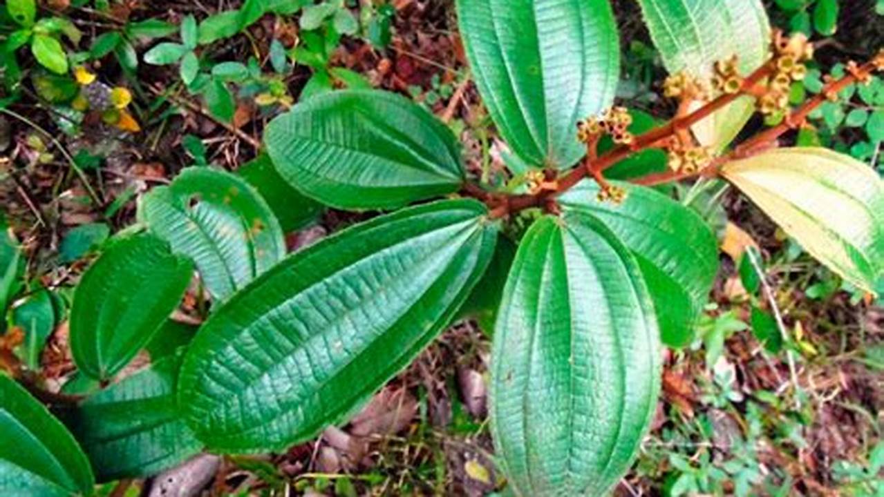 Propriedades Da Canela-de-velho, Plantas