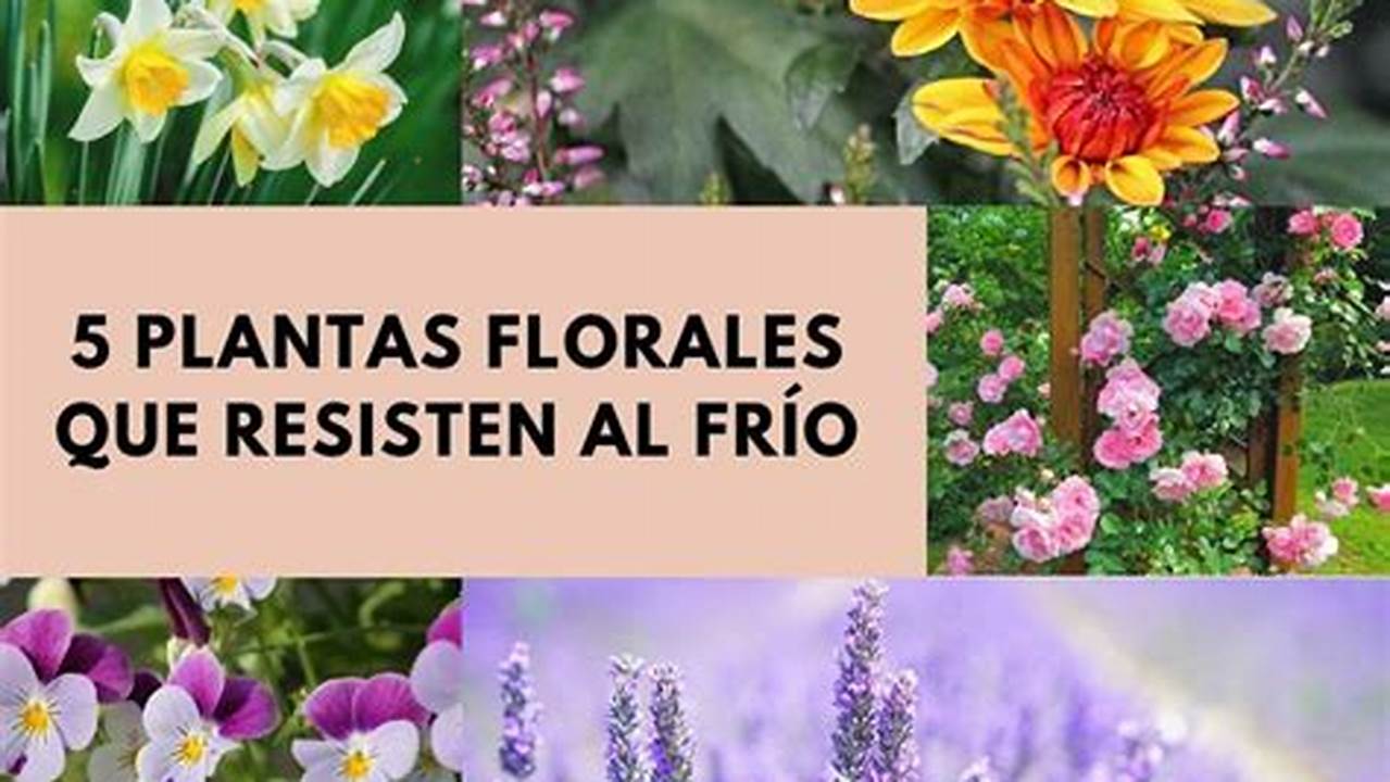 Proteja As Flores Do Frio, Plantas