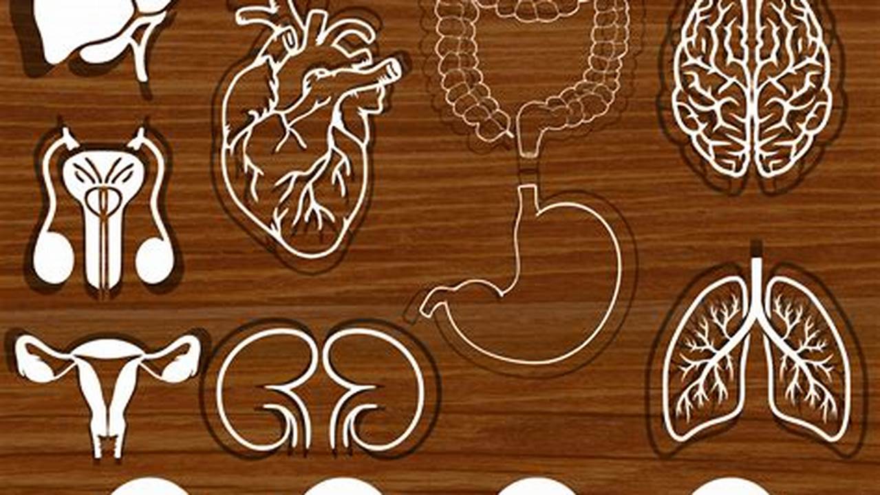 Provides A Clear Overview Of The Human Body, Free SVG Cut Files