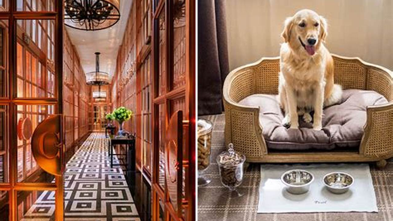 Proximity To Dog-friendly Activities, Pet Friendly Hotel