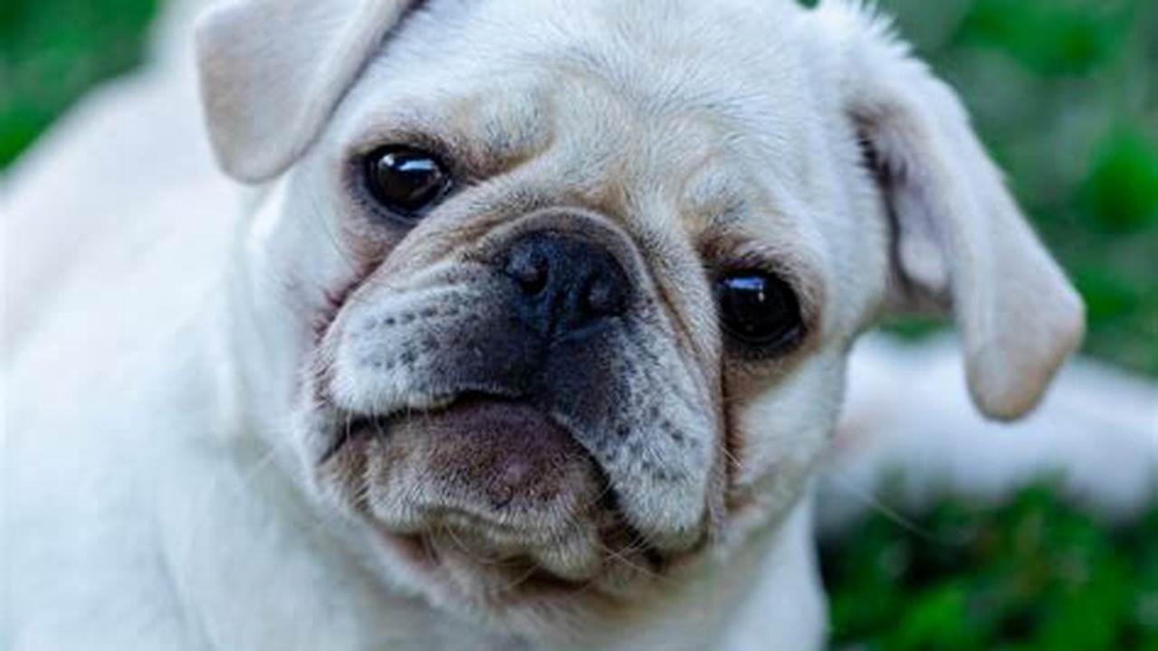 Pugs Are Known For Their Charming Personalities, Affectionate Nature,., 2024