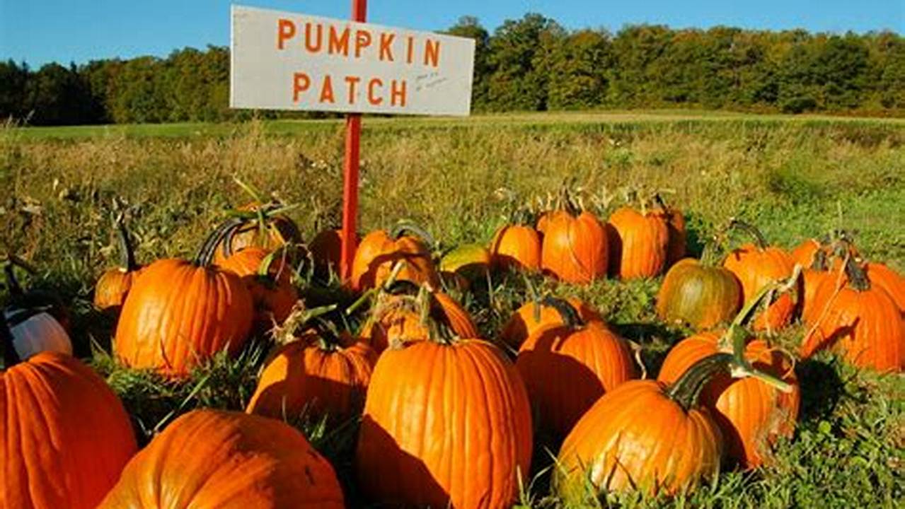 Pumpkin Patch 2024