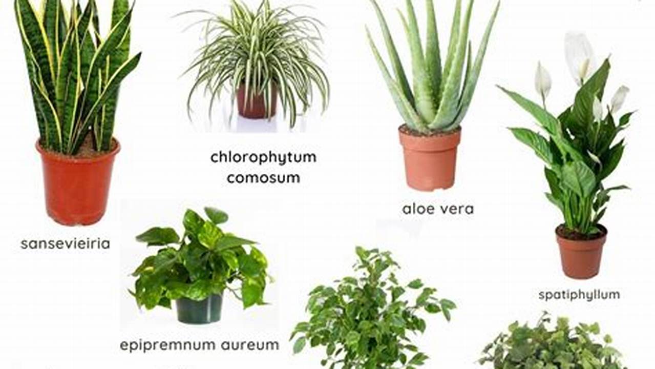 Purificam O Ar., Plantas