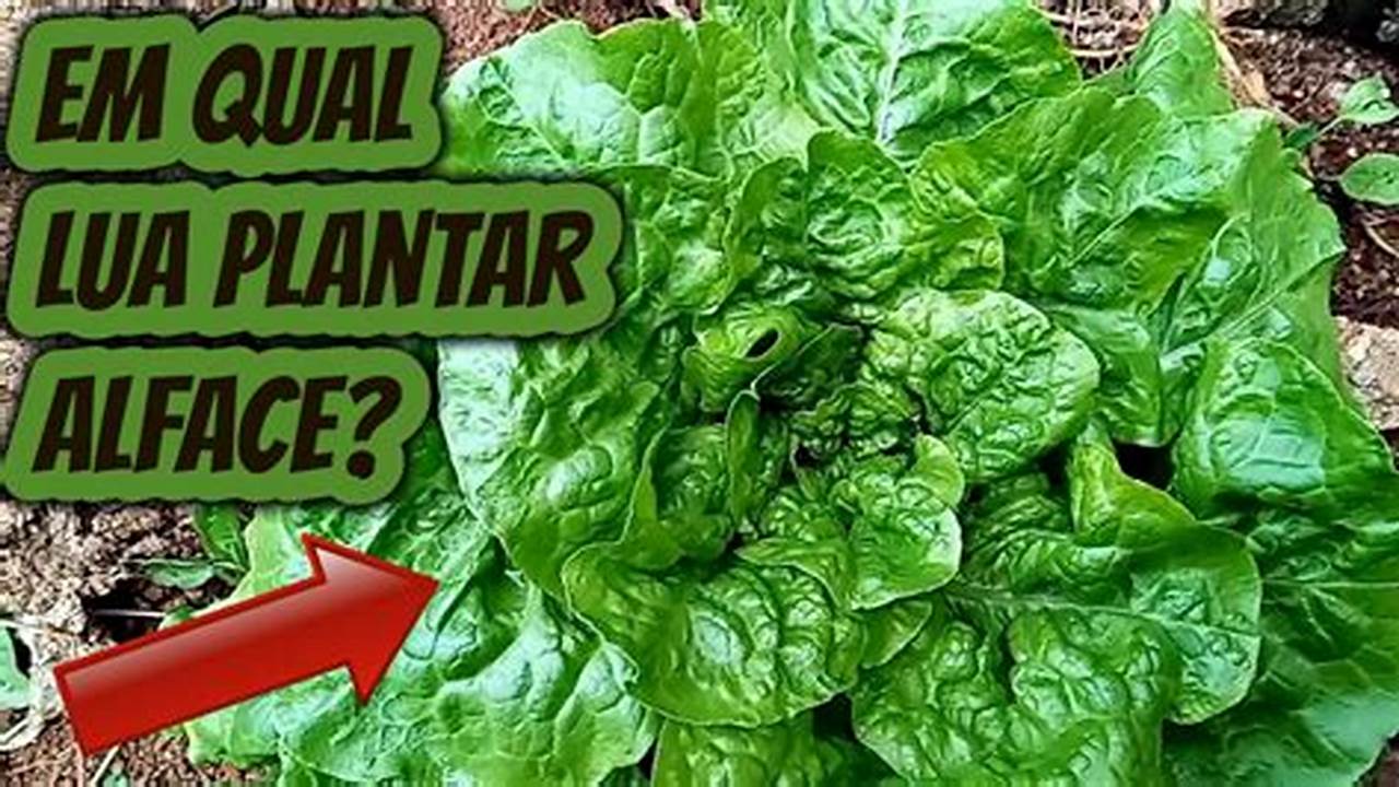 Qual A Melhor Lua Para Plantar Repolho