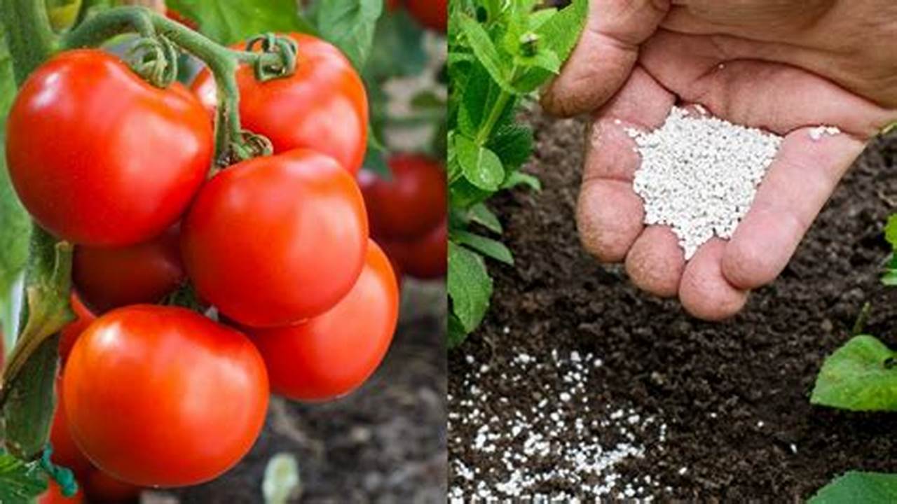 Qual A Melhor Terra Para Plantar Tomate