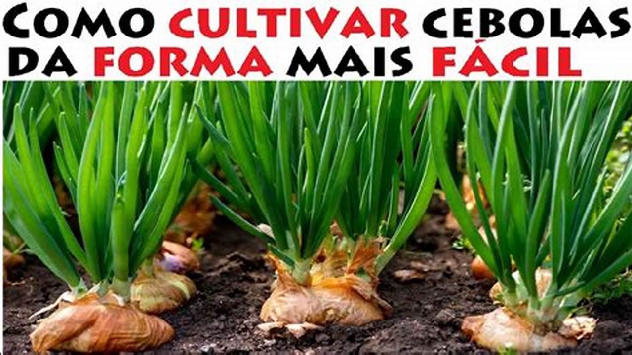 Qual O Melhor Mês Para Plantar Cebola