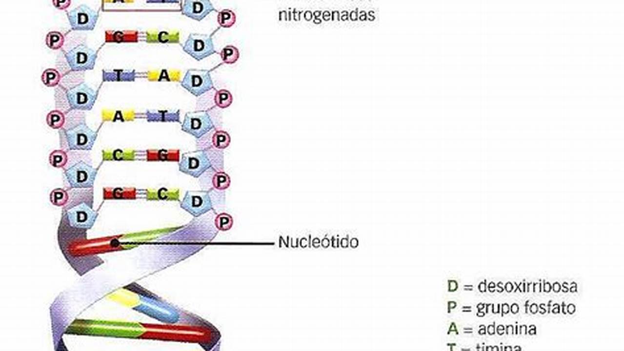 Que Aminoacidos Codifica La Secuencia De Nucleotidos De Tu Modelo
