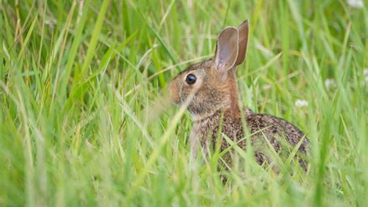 Rabbit Season Indiana 2024