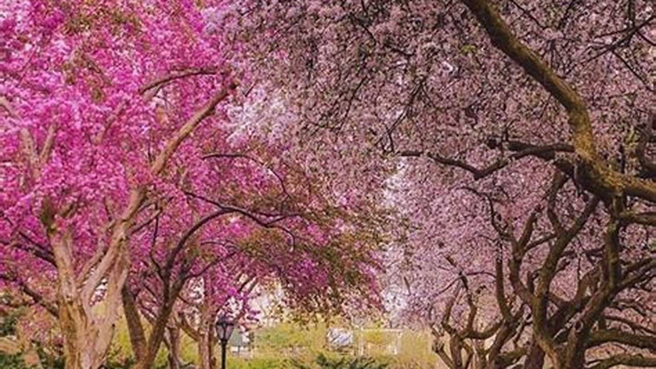 Ranging From Deep Magenta To Pale Pink To Crisp White, Central Park’s Cherry Trees Are The Stars Of Spring., 2024
