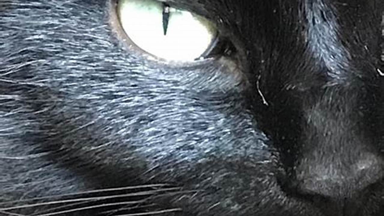 Read About National Black Cat Day In United Kingdom In 2024., 2024