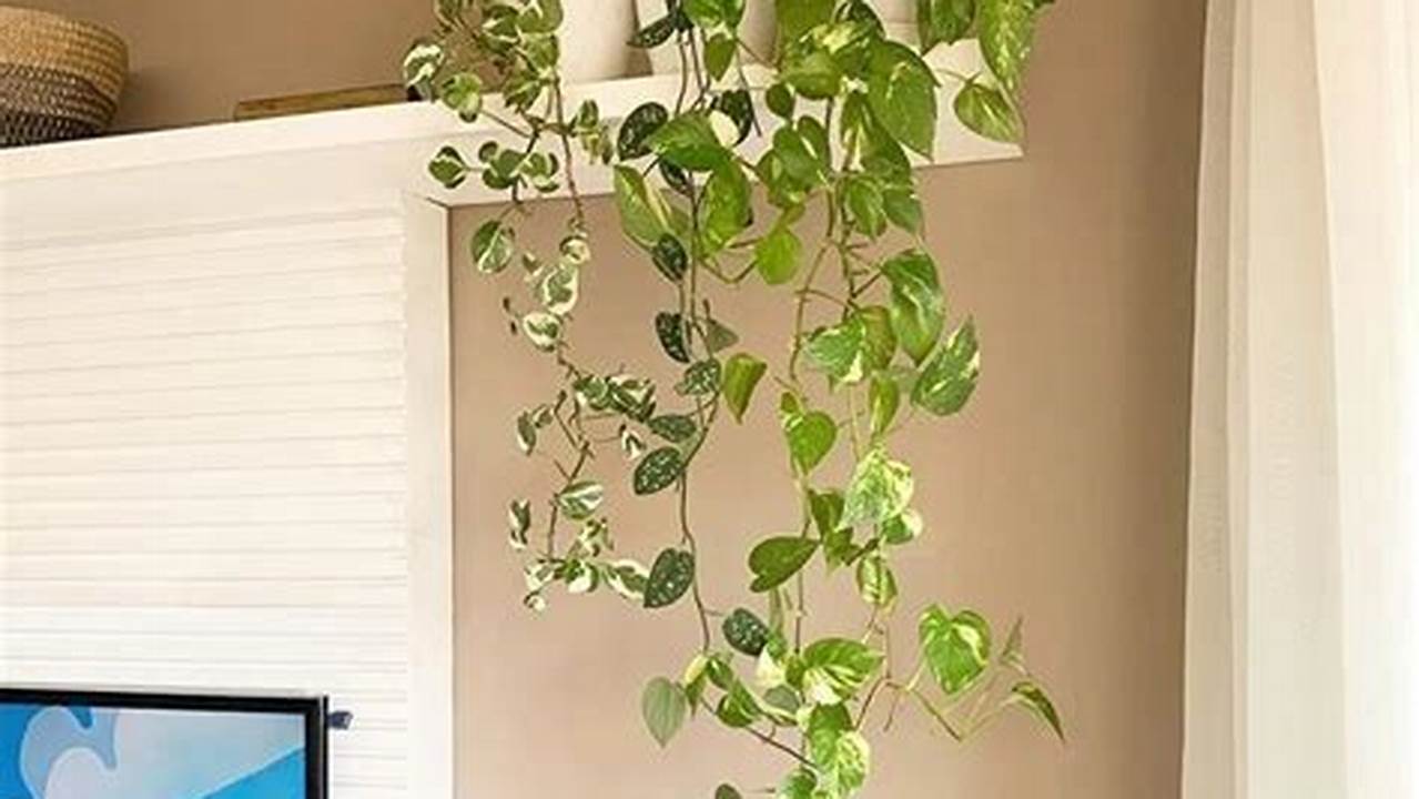 Recomendações De Especialistas Sobre A Planta Jiboia Dentro De Casa, Plantas