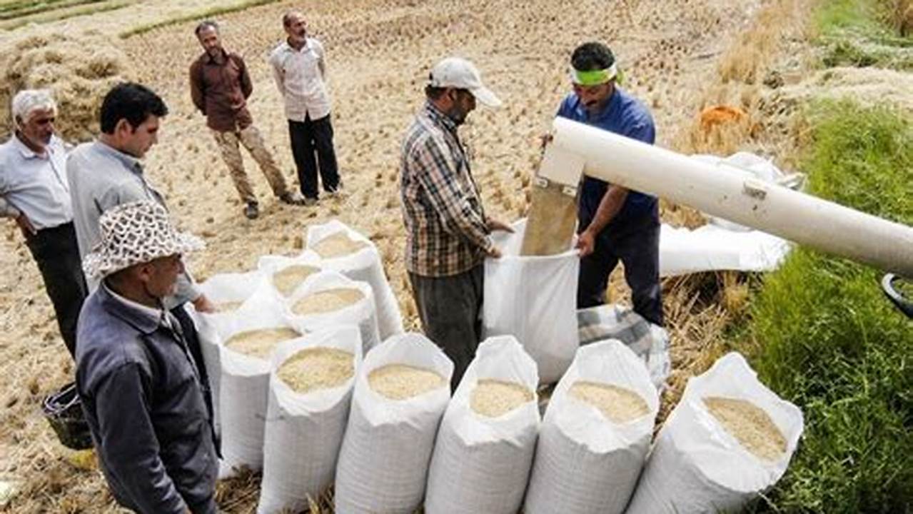Rice Shortage 2024