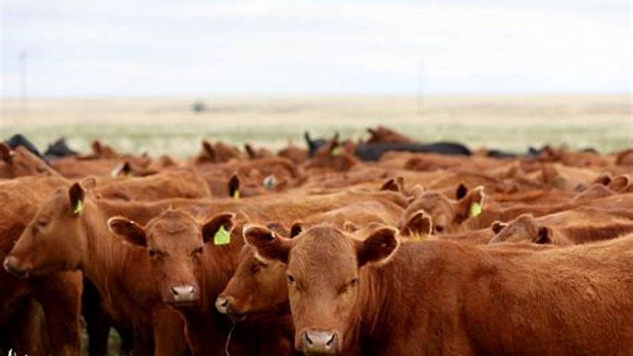 Rising Livestock Emissions Undermine World’s Climate Fight., 2024