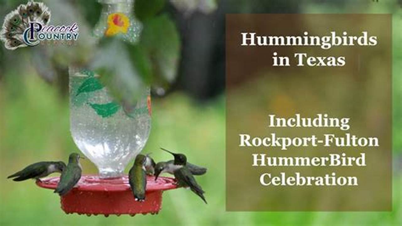 Rockport Texas Hummingbird Festival 2024