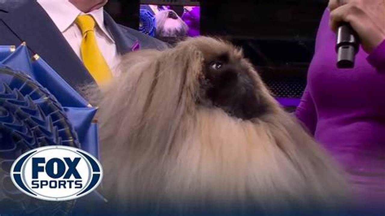 Rummie The Pekingnese Wins The Wkc Toy Group | Westminster Kennel Club., 2024