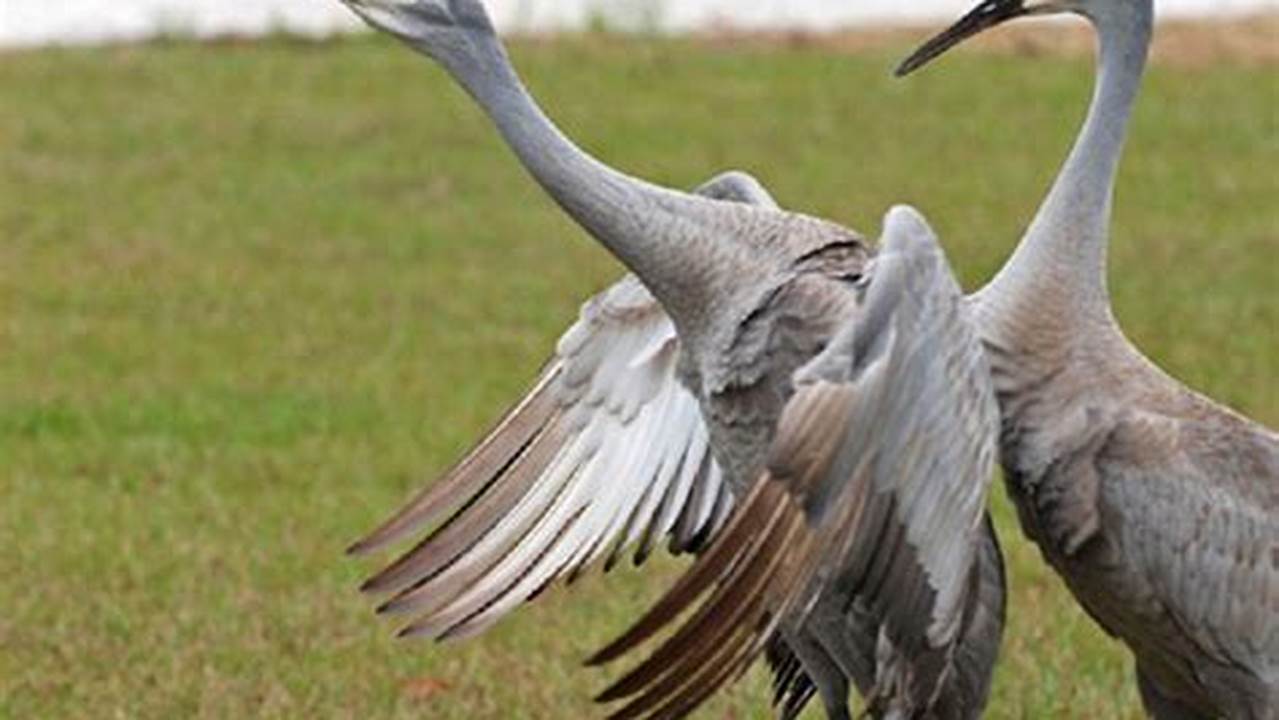 Sandhill Crane Festival Tennessee 2024