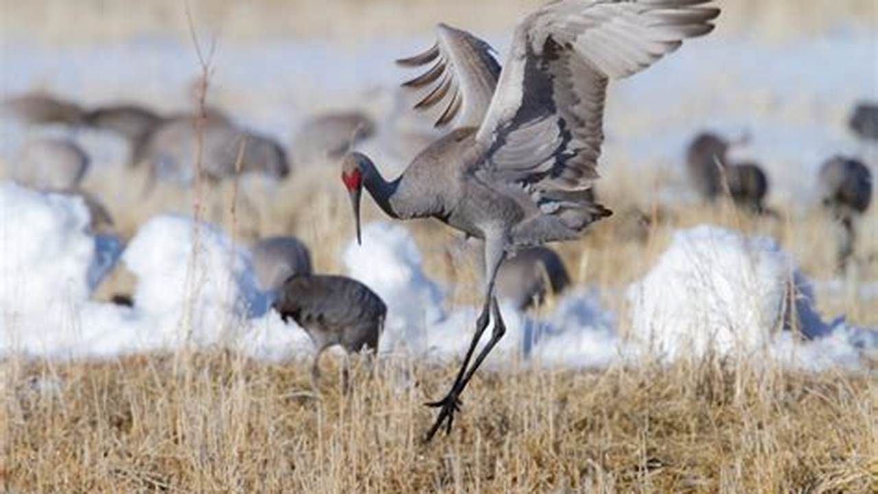 Sandhill Crane Migration Colorado 2024
