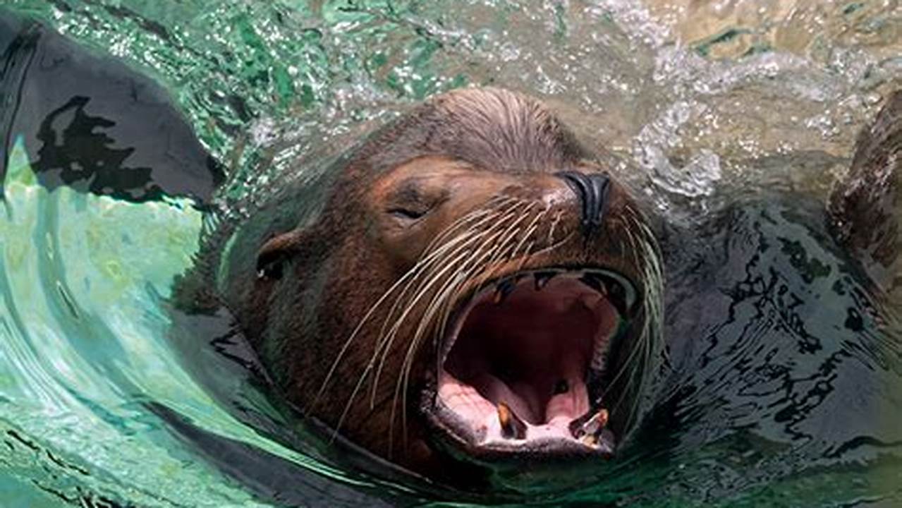 Sea Lions Tend To Be A Noisy Group, Making All Sorts Of Barks, Honks, Trumpets And Roars To Communicate With Each Other., Images