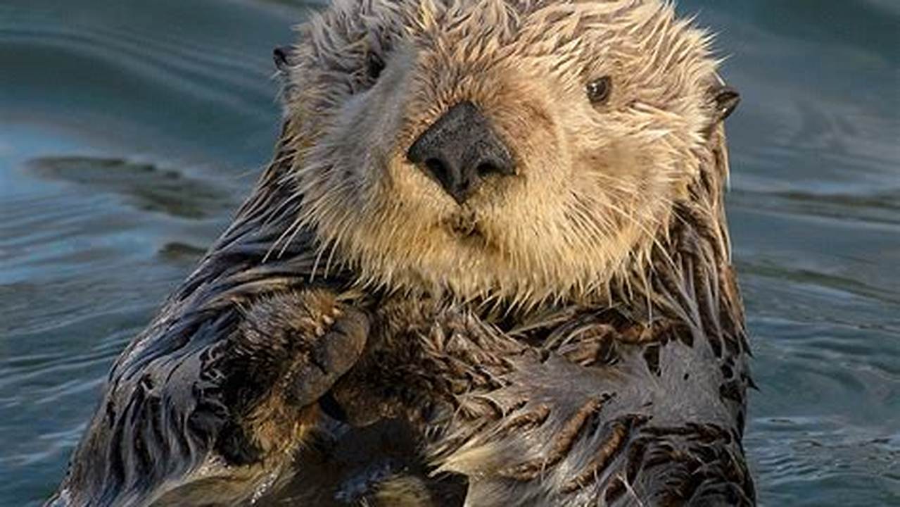 Sea Otter 2024 Dates