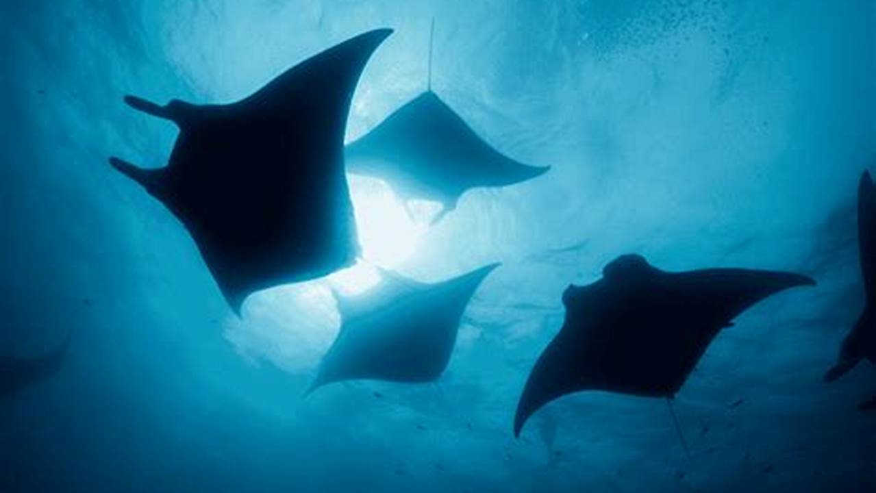 Sea Paradise Is An Original Manta Ray Tour Expert In Hawaii, Helping Its., Images