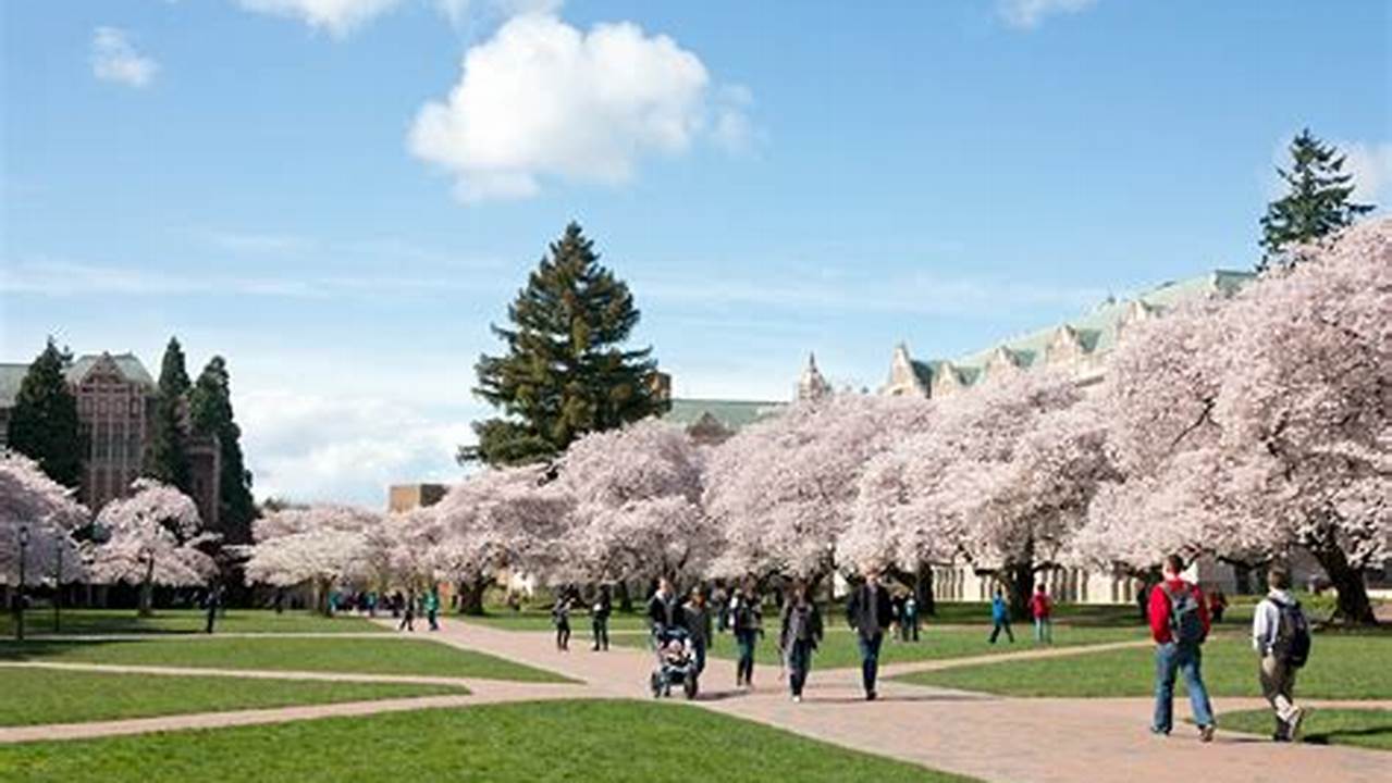 Seattle Cherry Blossom 2024