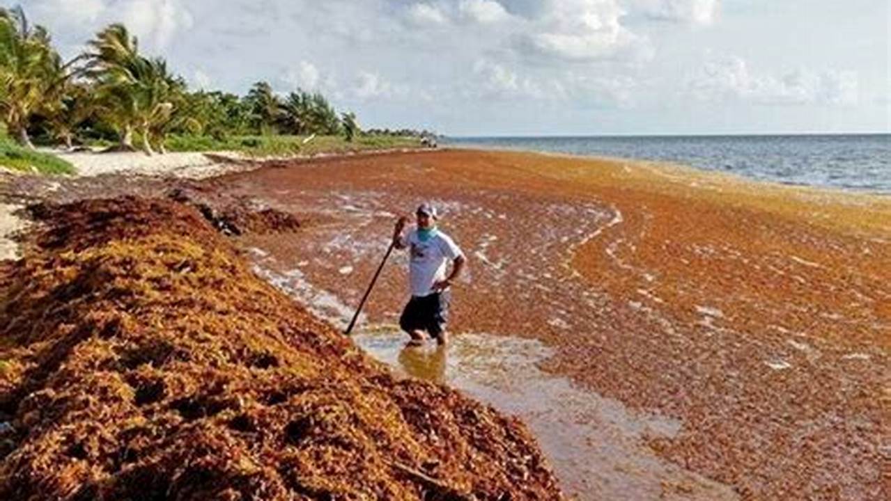 Seaweed Bloom Florida 2024