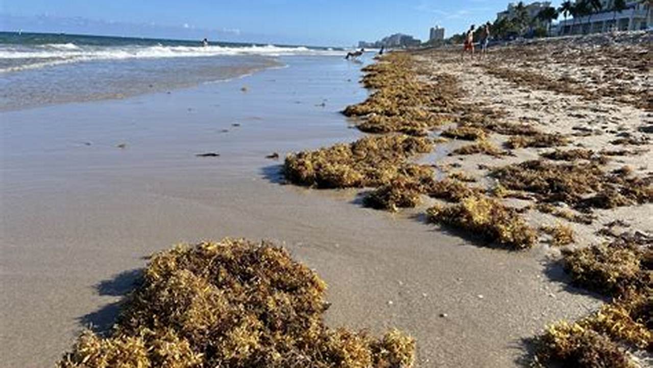 Seaweed Destin Florida 2024