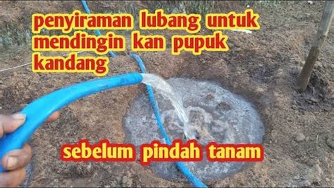 Sebelum Melakukan Proses Pindah Lahan Tanam, Buat Lubang Tanam Dan Lakukan Penyiraman Menggunakan Gdm Black Bos Sebanyak 1 Kg Yang., Pohon