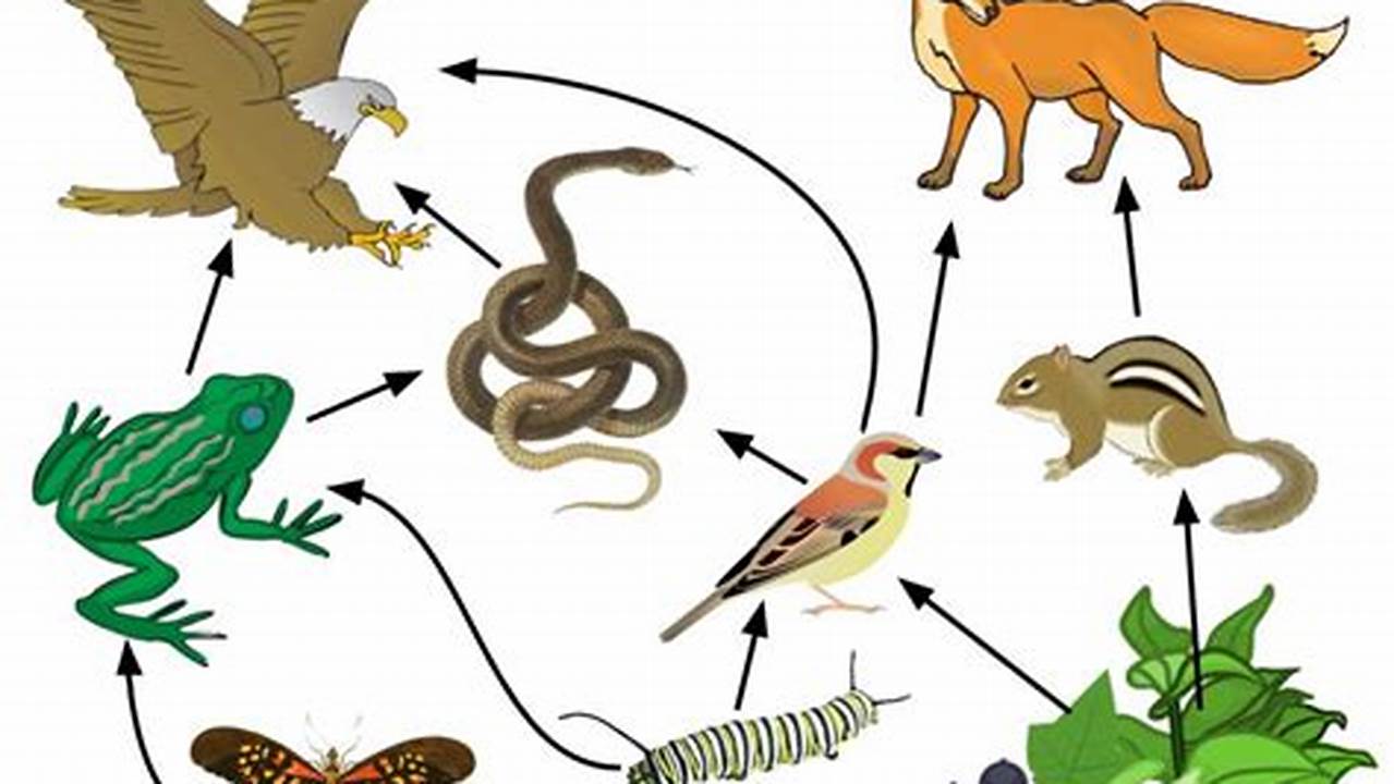See If You Can Identify All The Parts Of The Food Web That Make This A Functioning, Healthy Ecosystem., Images
