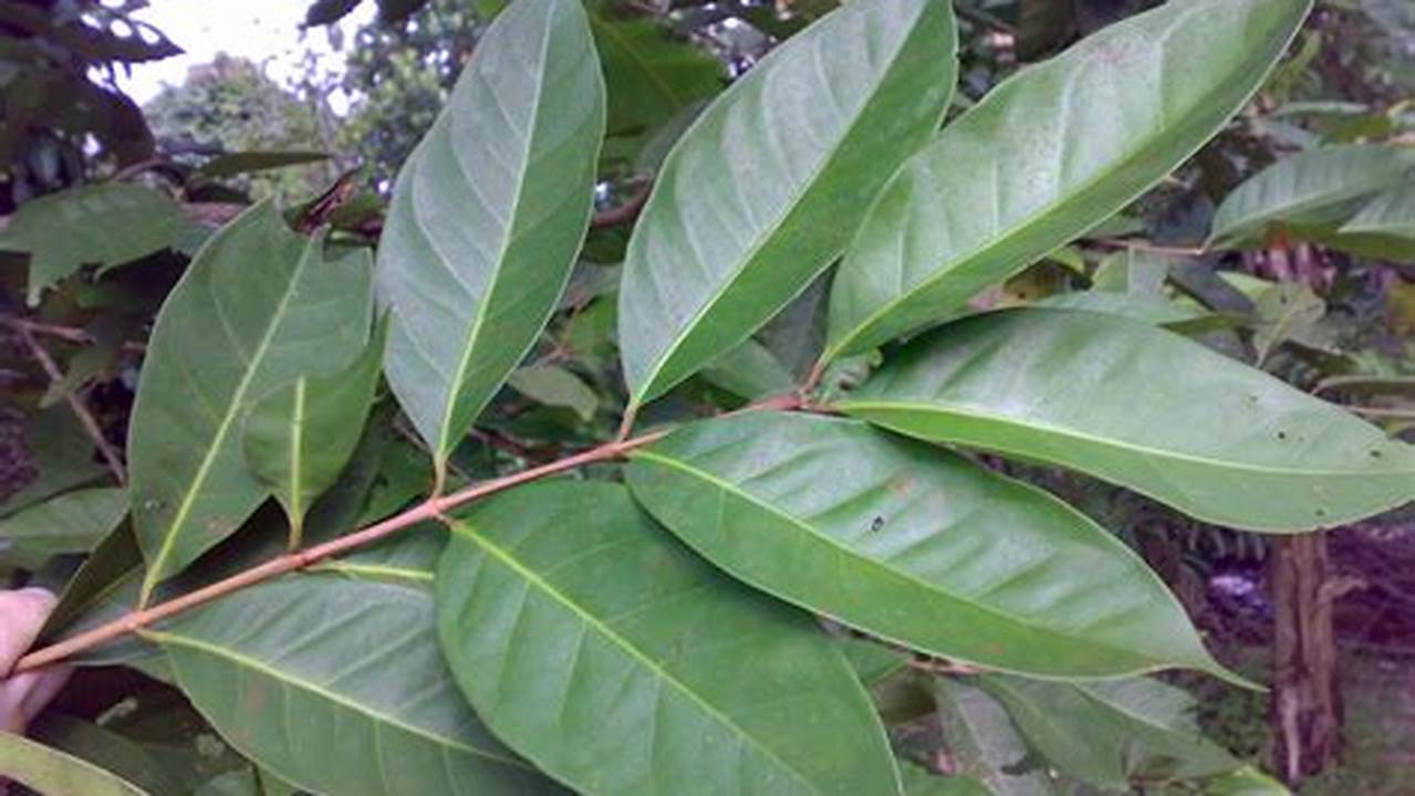 Seperti Misalnya Daun Mint, Rosemary, Hingga Daun Salam Yang Bisa Digunakan Untuk Memasak., Pohon