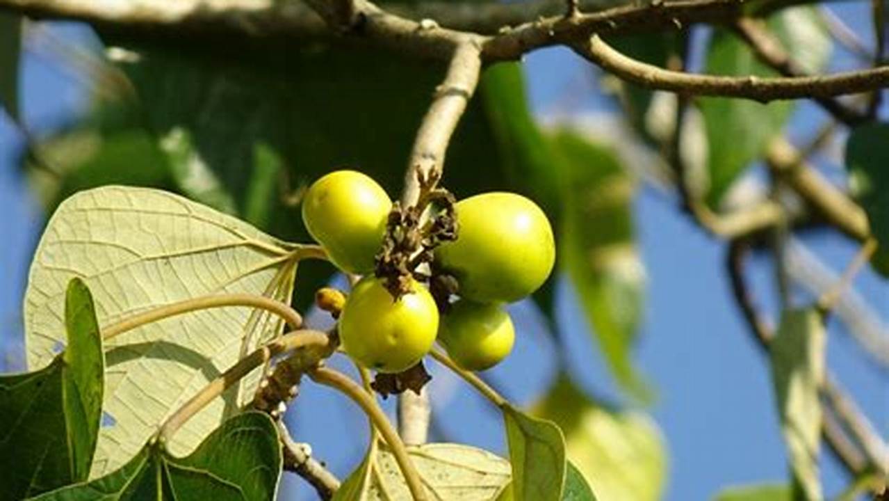 Siapkan Biji Tanaman Jati Putih Yang Berkualitas Baik., Pohon